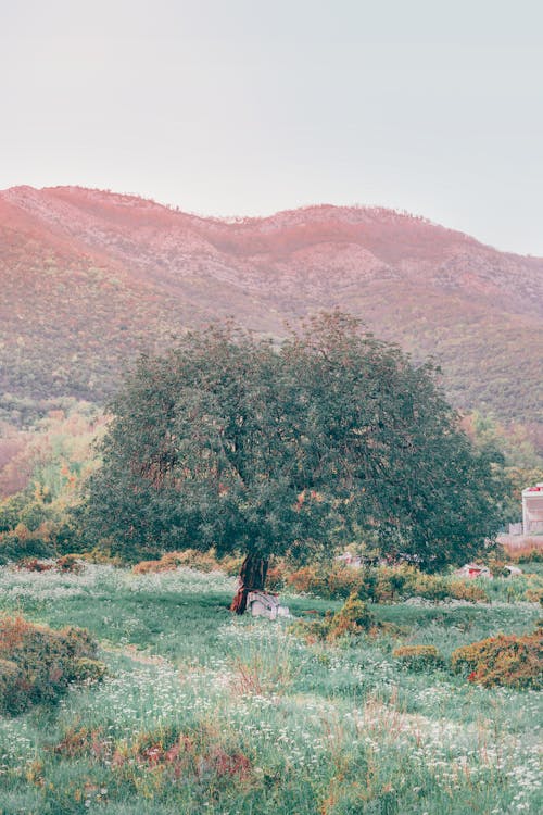 pazar nakliye